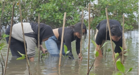Tanam Mangrove dan Berkarya, Kolaborasi Seniman dan Penulis di Pantai Baros