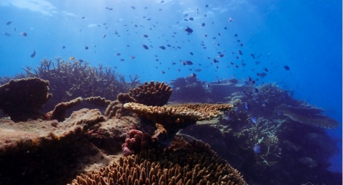 Mengenal Fitoplankton: Sumber Oksigen untuk Bumi Selain Hutan