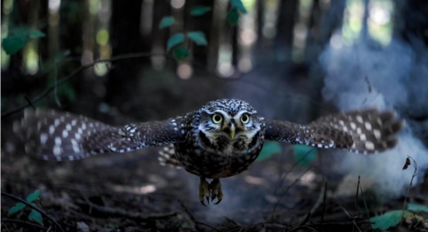 Burung Hantu dan Cahaya di Kegelapan