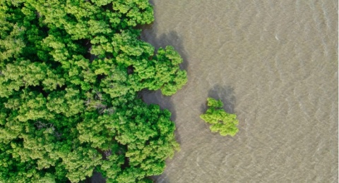 Ada Mangrove si Benteng Alami: Kenapa Suka Solusi Instan Jangka Pendek?