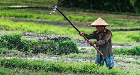 Jeratan Praktik Perburuan Rente Subsidi Pupuk: Bagaimana Kebijakan Mengkhianati Petani Kecil