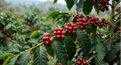 Main ke Dapur Kopi Gayo: Dari Petik Manual Sampai Jadi Kopi Spesial Dunia