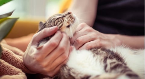 Kasta Oren hingga Bangsa Mujaer: Rahasia Kucing Bisa Jadi Penawar Penat Kantor