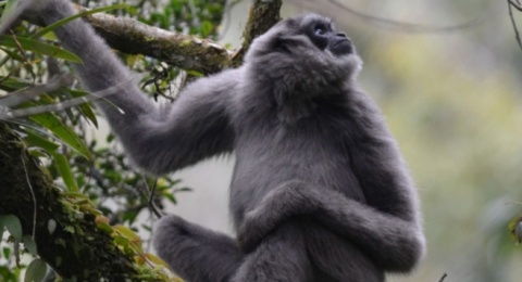 Mengapa Memelihara Owa Jawa Bisa Merusak Regenerasi Hutan? Pakar Bilang Begini