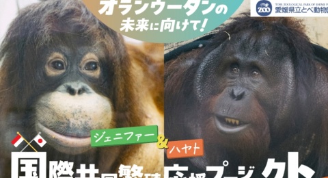 Orang Utan Jennifer dan Hayato Dipertemukan, Simbol Persahabatan Indonesia-Jepang dalam Konservasi