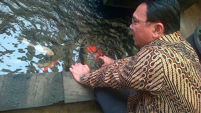 Ahok Pelihara Ikan Koi Monster