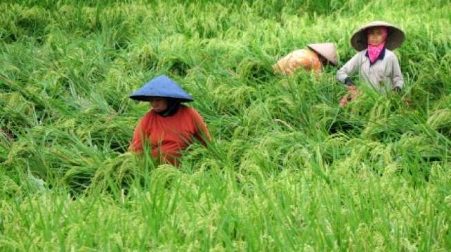 3500 Hektare Sawah Cirebon Diasuransikan