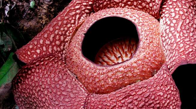 Foto Rafflesia Arnoldii Dipajang di Paris