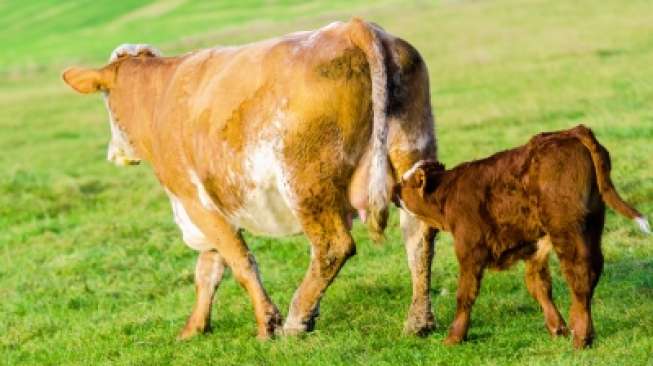 Penyakit Aneh Serang Ternak di Jambi, Sapi Keguguran dan Mati