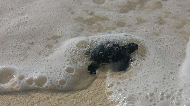 Melepas tukik di pulau Durai (Foto: Anggie)