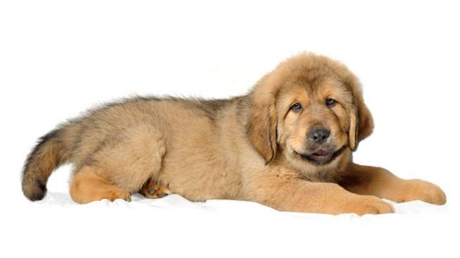 Ilustrasi anjing Tibet. (Shutterstock)