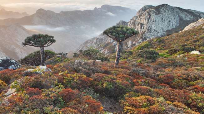  Socotra, Tempat Paling Menakjubkan dan Teraneh di Dunia