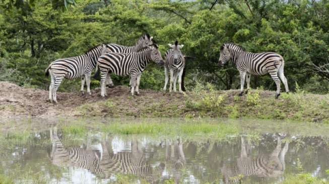 Teka-teki Motif Belang Zebra Akhirnya Terpecahkan