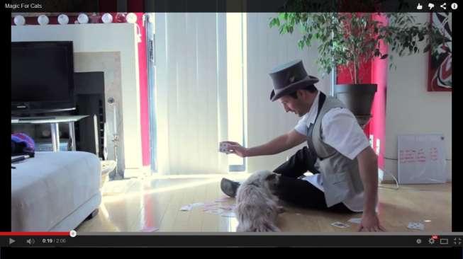 Video: Kucing Mampu Bikin Stres Pesulap