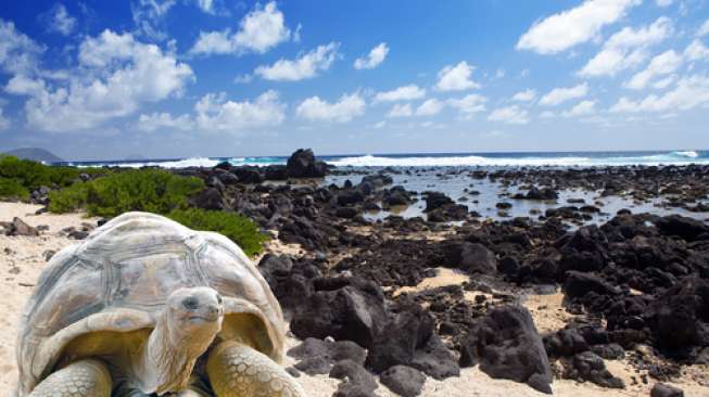 Gawat, Penyu yang Bertelur di Pantai Selatan Berkurang Terus