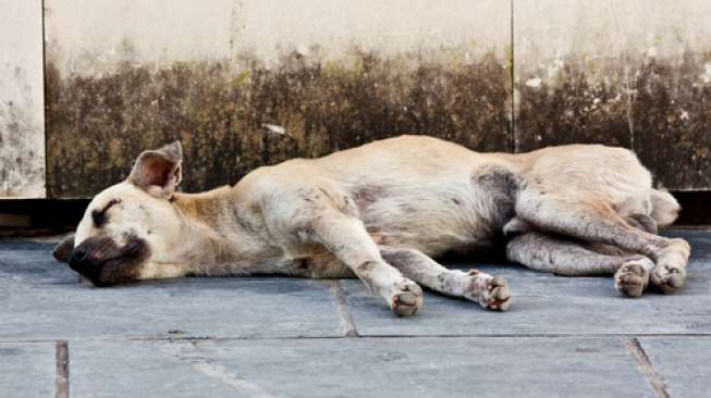 Mirip Hachiko, Anjing Ini Setia Tunggu Majikannya Selama 3 tahun