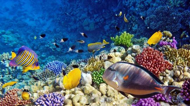 21 November, Hari Ikan Nasional