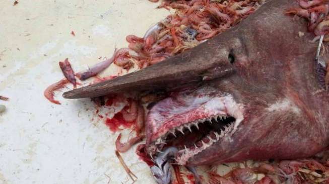  Nelayan Florida Temukan Hiu "Alien"