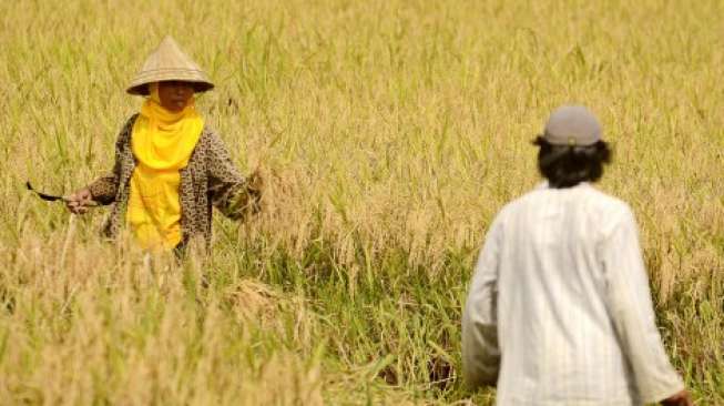 Petani di Daerah Ini Punya Penghasilan Rp12,5 Juta per Bulan