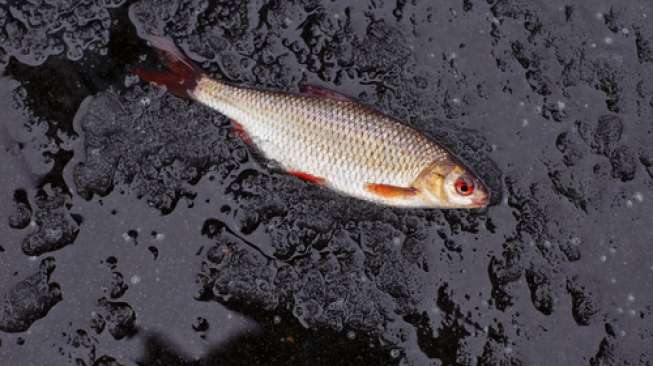 Warga di Desa Ini Kegirangan Kumpulkan Ikan Jatuh dari Langit