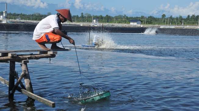 Petambak Udang Eks Dipasena Tagih Komitmen BRI dan BNI