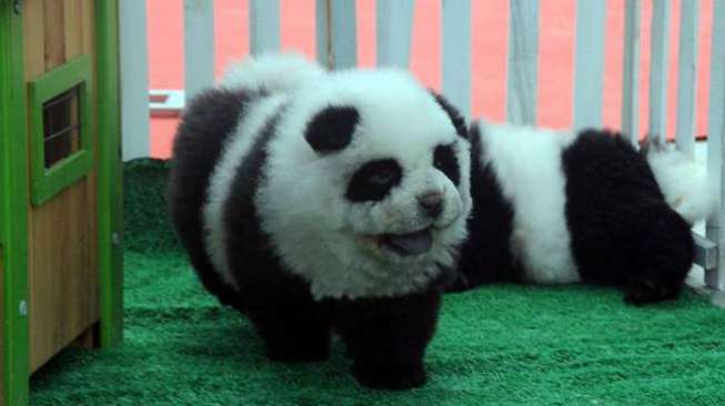  Hewan  Anjing Panda  Muncul di Cina