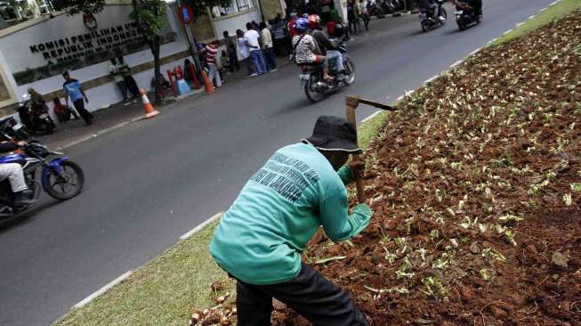 Petugas Dinas Pertamanan dan Pemakaman Provinsi DKI Jakarta memperbaiki tanaman yang rusak jalur hijau depan kantor KPU, Kamis (22/5). [suara.com/Adrian Mahakam]