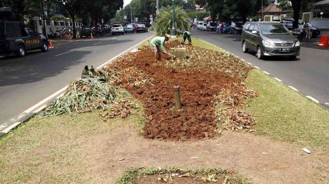 Petugas Dinas Pertamanan dan Pemakaman Provinsi DKI Jakarta memperbaiki tanaman yang rusak jalur hijau depan kantor KPU, Kamis (22/5). [suara.com/Adrian Mahakam]