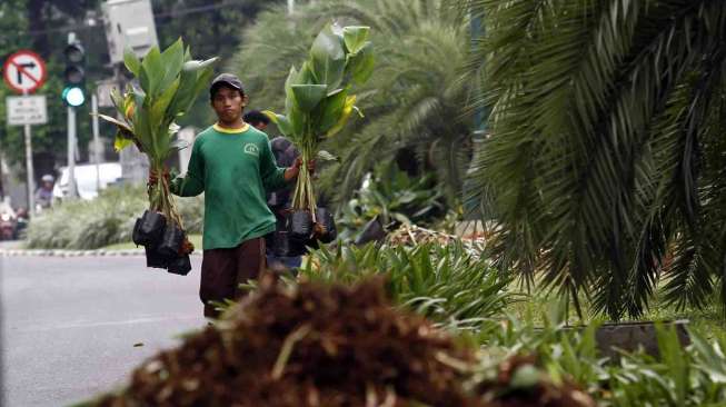 Petugas Dinas Pertamanan dan Pemakaman Provinsi DKI Jakarta memperbaiki tanaman yang rusak jalur hijau depan kantor KPU, Kamis (22/5). [suara.com/Adrian Mahakam]