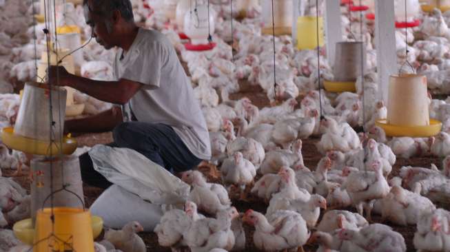 Ramadhan Mendekat, Harga Ayam Potong Naik