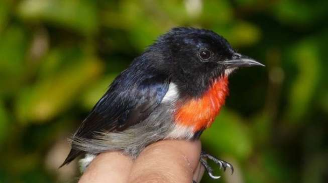 Peneliti Irlandia Temukan Spesies Burung Baru di Sulawesi