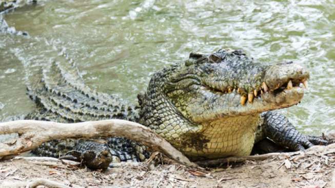 Buaya Sepanjang 3 Meter Hebohkan Warga