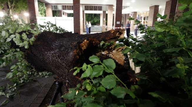 Hujan Lebat, Banyak Pohon Tumbang di Jakarta