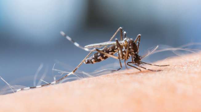 Aedes aegypti and Aedes albopictus mosquitoes transmit the dengue virus.  (Source: Shutterstock)