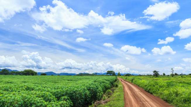 Wah, Masih Ada "Kampung Singkong" di Bandung