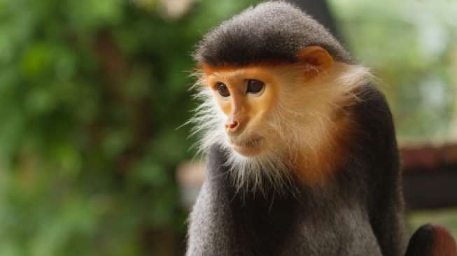 Pemilik Lutung dan Kucing Hutan sudah Dijadikan Tersangka