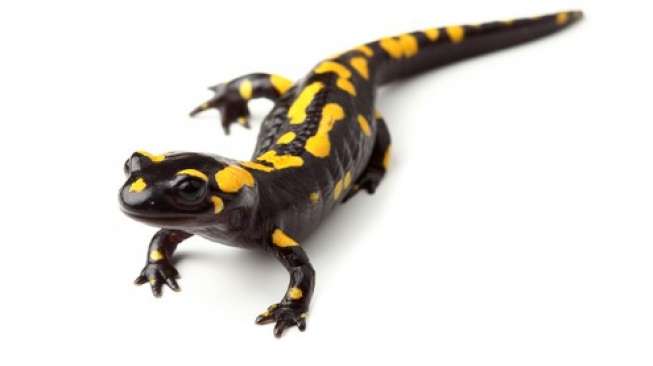 Salamander Simpan Kunci Regenerasi Organ Tubuh Manusia