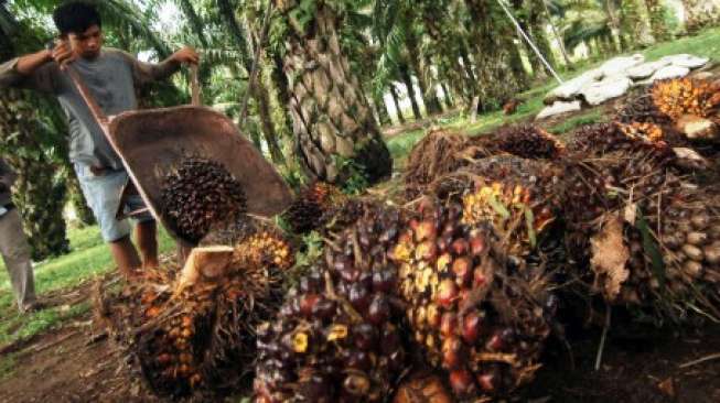 Petani memanen buah kelapa sawit di ladangnya. (Antara/Iggoy el Fitra)