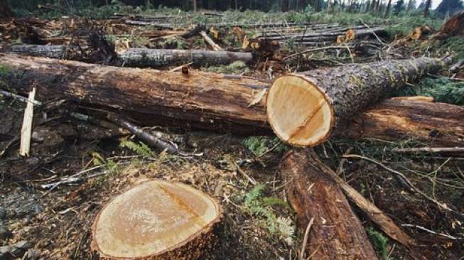 Myanmar Bebaskan 155 Warga Cina yang Terlibat "Illegal Logging"