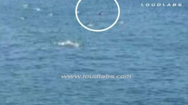 Video: Berenang di Laut, Perenang Diserang Hiu Putih Raksasa 