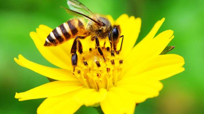 8 Manfaat Lebah dalam Berkebun