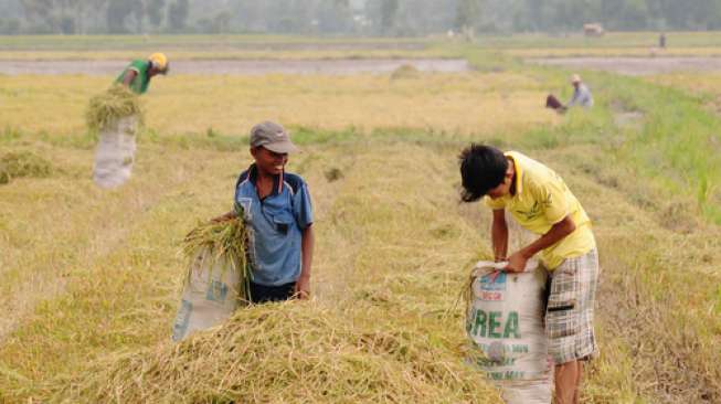 1,14 Juta Anak di Indonesia Masih Terlibat dalam Situasi Pekerja Anak