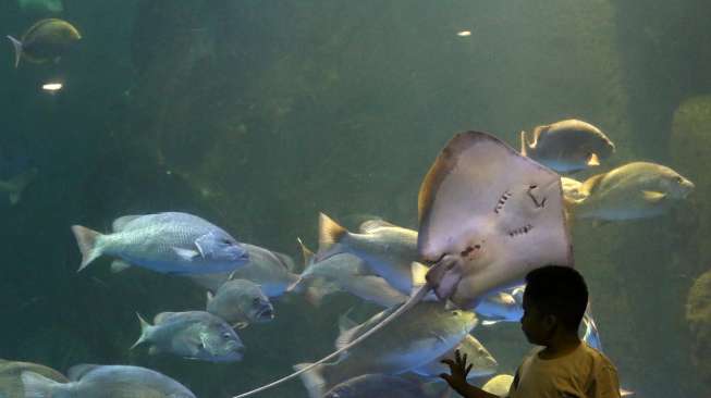 Pengunjung memadati tempat wisata biota laut Seaworld Ancol Jakarta, Senin (28/07). Usai menjalankan ibadah di bulan suci Ramadhan, warga Jakarta menjadikan seaworld ancol sebagai tempat berlebaran bersama keluarga. (Suara.com/Kurniawan Mas'ud)