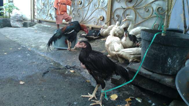 Digerebek, Penjudi dan Ayam Aduan Mereka Lari Terbirit-birit