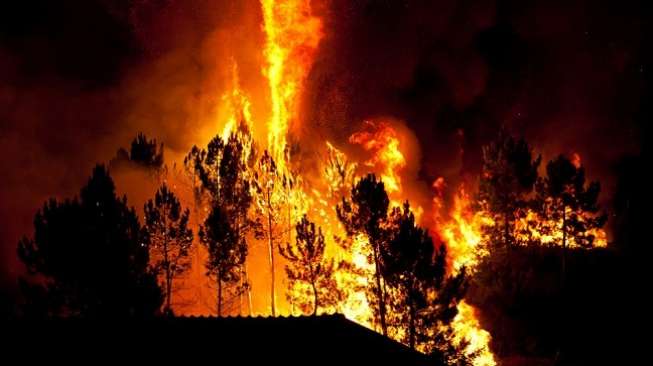 Kebakaran Hutan di Seram Musnahkan Rumah Pohon Milik Adat