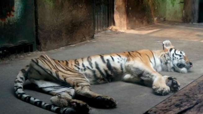 Malangnya Harimau Ini, Kurus Kering Bak Tulang Terbungkus Kulit