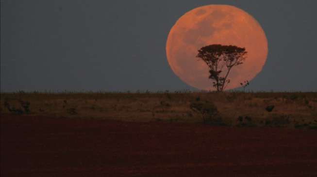 Penampakan \"supermoon\" sebagai latar belakang sebatang pohon di Brasilia, Brasil, Minggu (10/8/2014). [Reuters/Ueslei Marcelino]