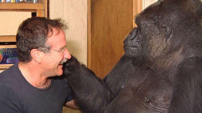 Robin Williams Meninggal, Gorila Ini pun Ikut Menangis