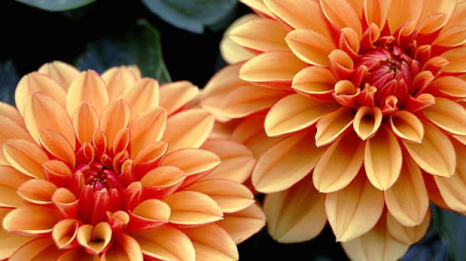 Khasiat di Balik Keindahan Dahlia 