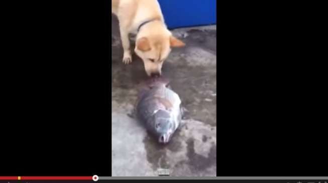 Video: Mengharukan, Anjing Ini Coba Selamatkan Ikan Sekarat